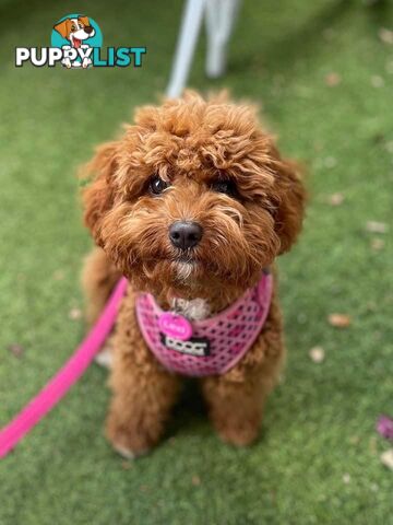 Tiny Teddy Bear Toy Cavoodles