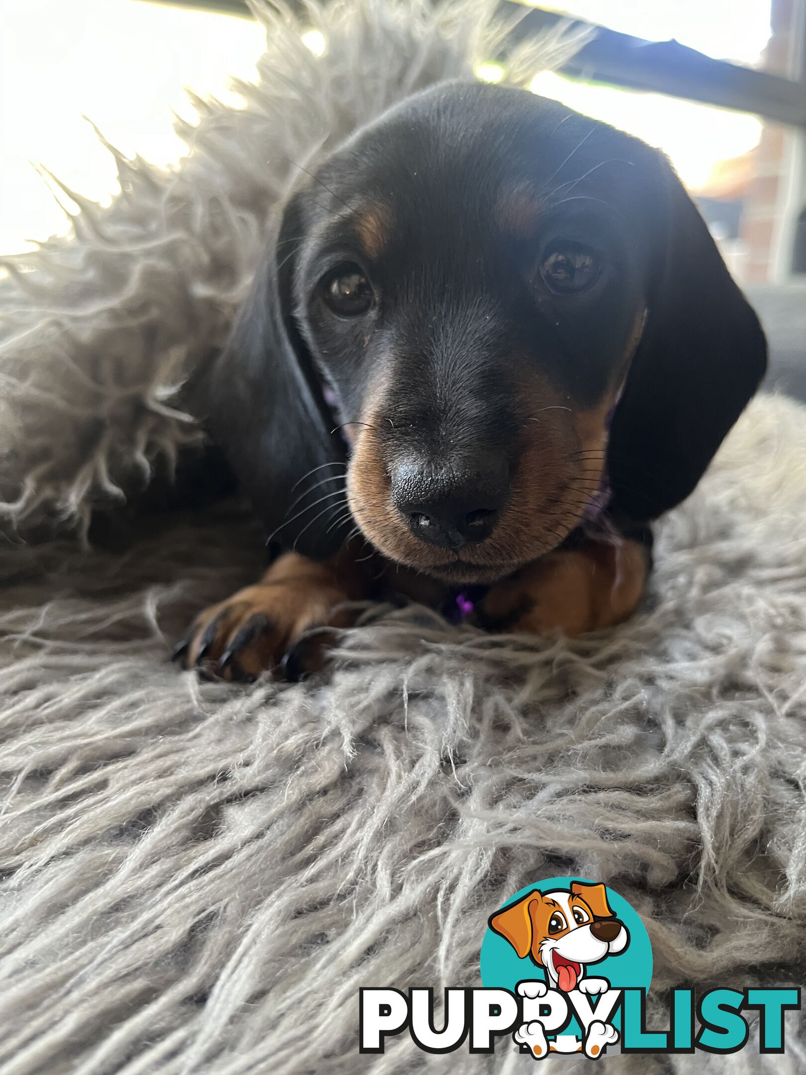 Miniature dachshund purebred black and Tan DNA and Genetic tested