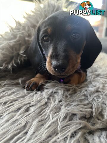 Miniature dachshund purebred black and Tan DNA and Genetic tested