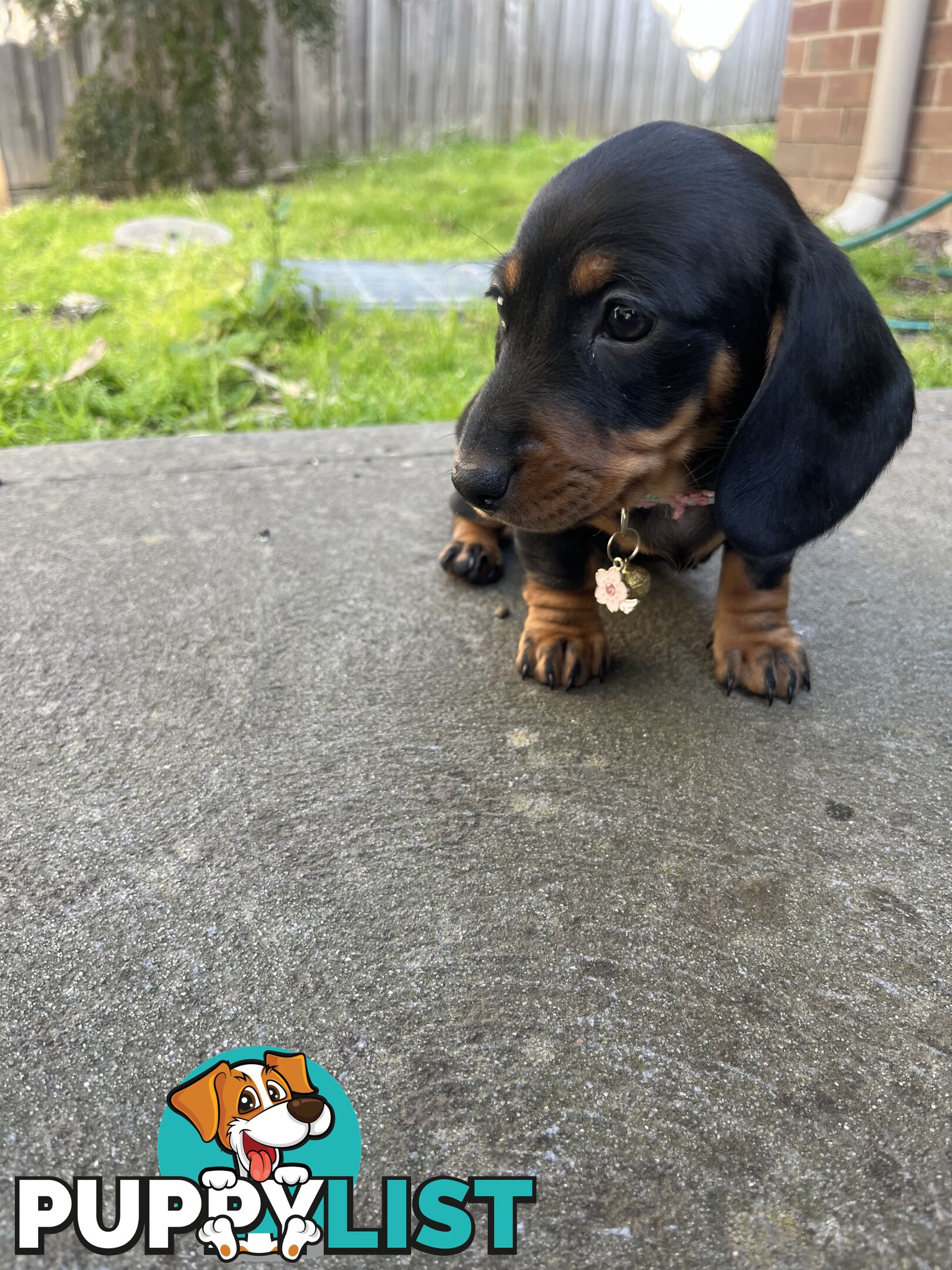 Miniature dachshund purebred black and Tan DNA and Genetic tested