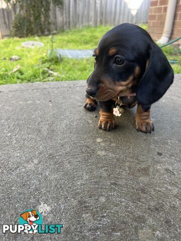 Miniature dachshund purebred black and Tan DNA and Genetic tested