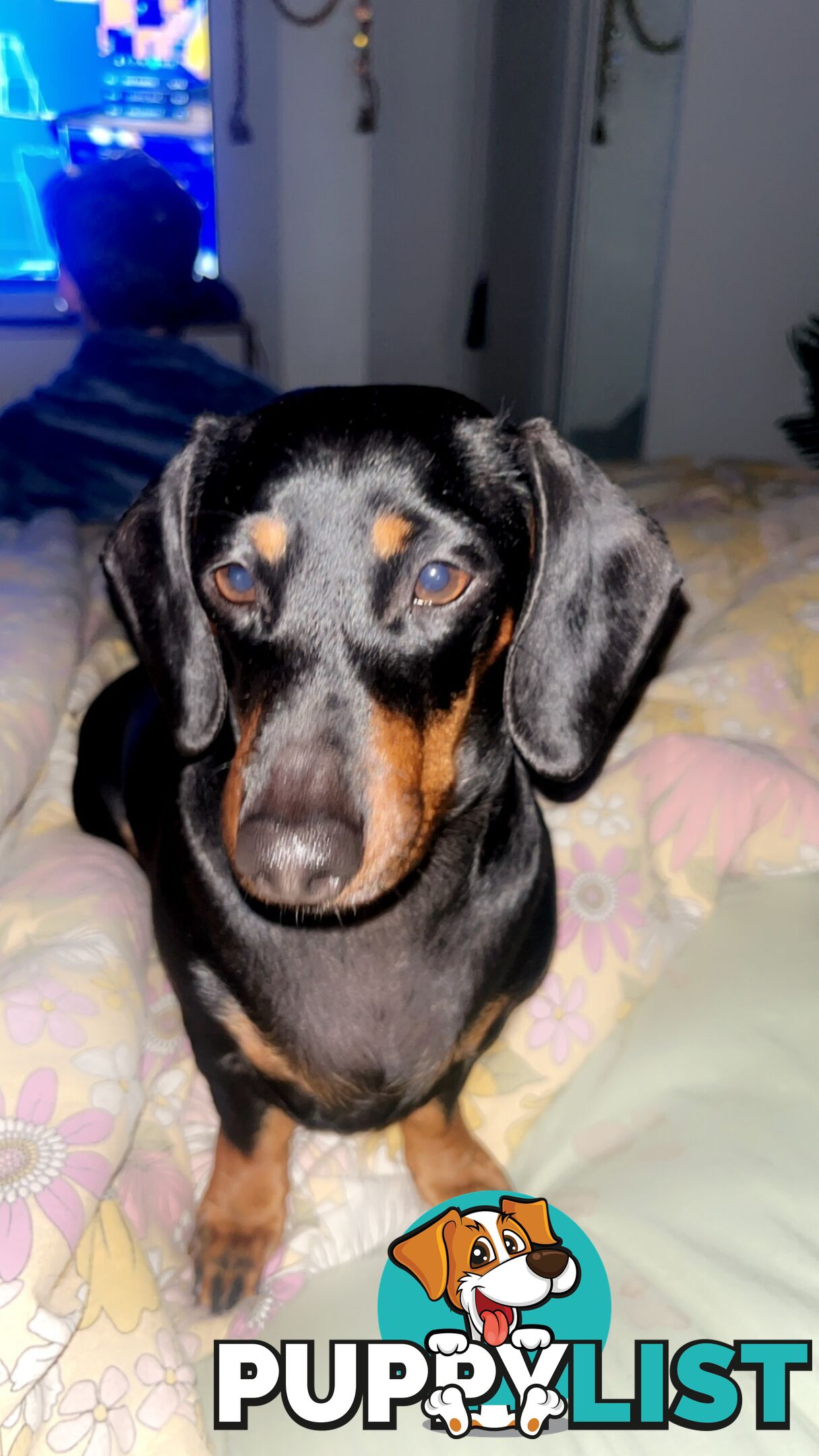 Miniature dachshund purebred black and Tan DNA and Genetic tested