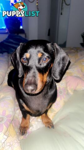 Miniature dachshund purebred black and Tan DNA and Genetic tested