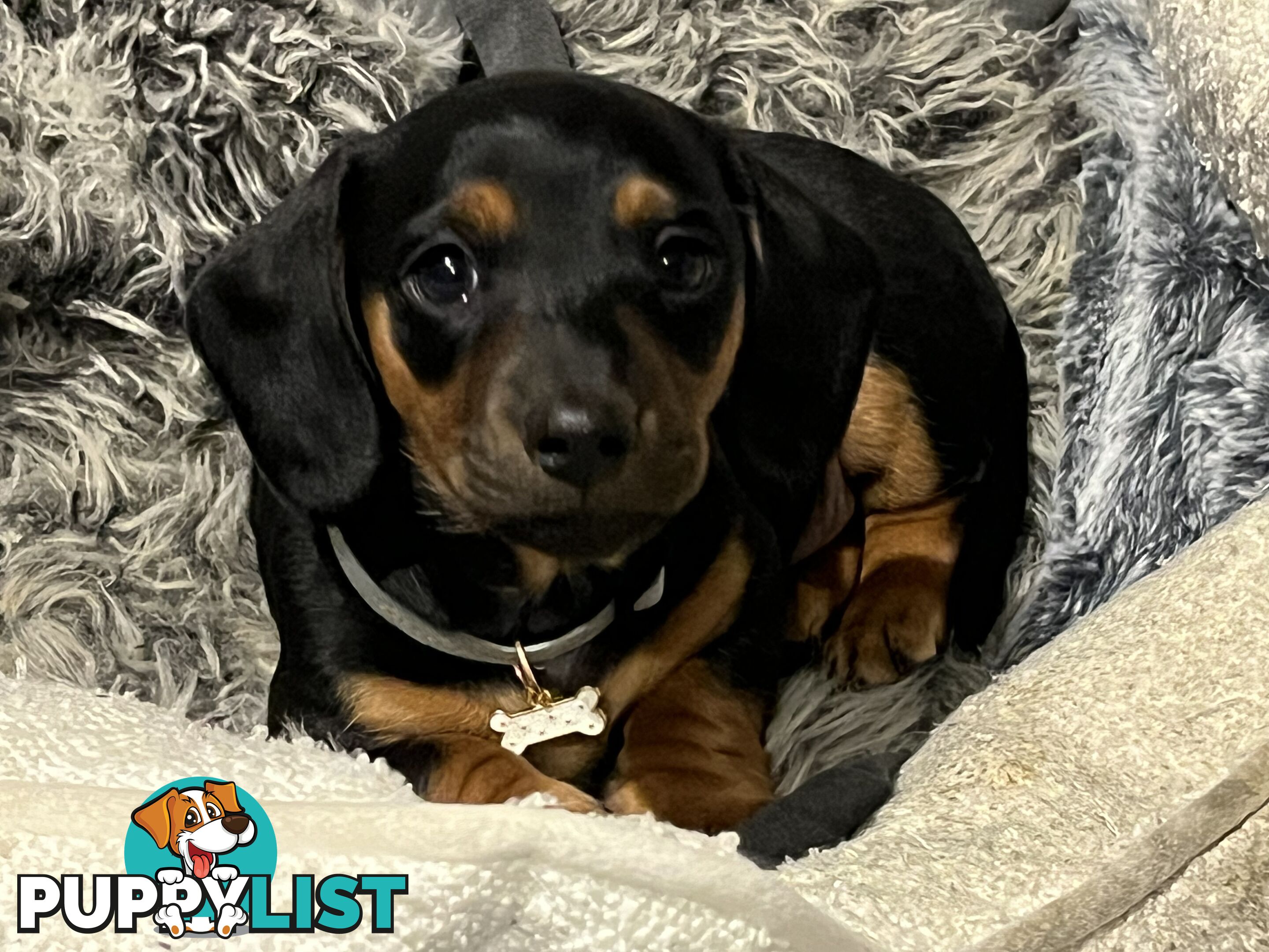 Miniature dachshund purebred black and Tan DNA and Genetic tested