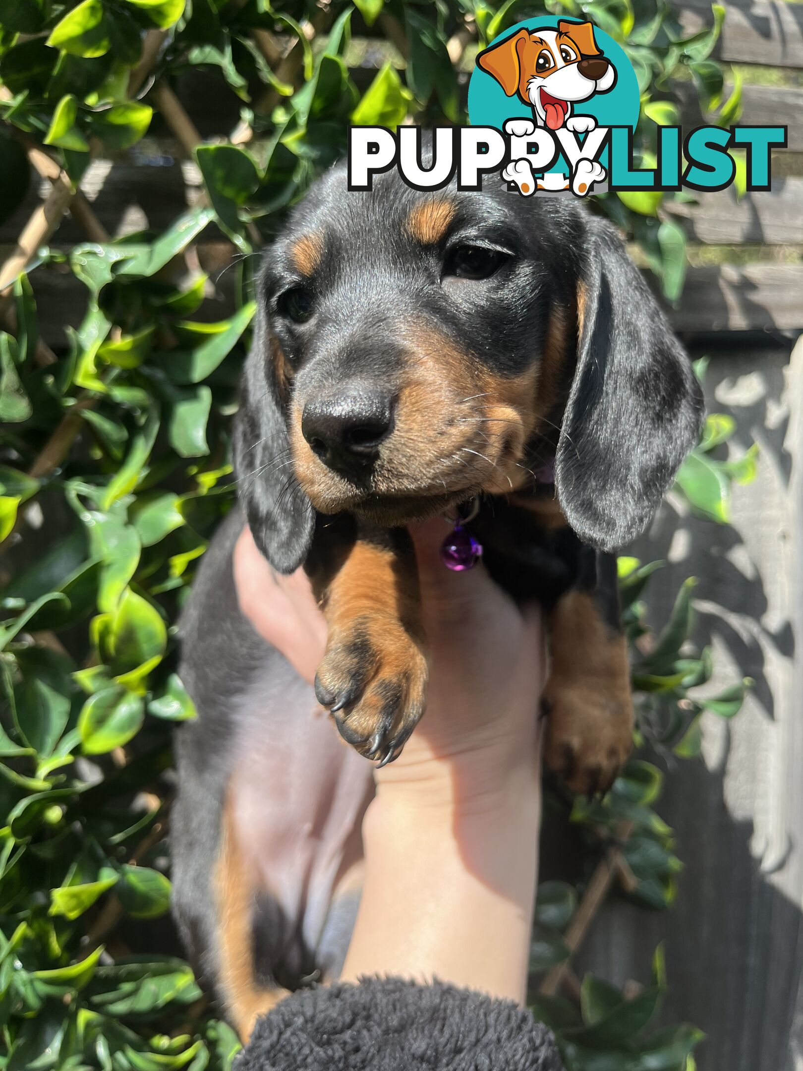 Miniature dachshund purebred black and Tan DNA and Genetic tested