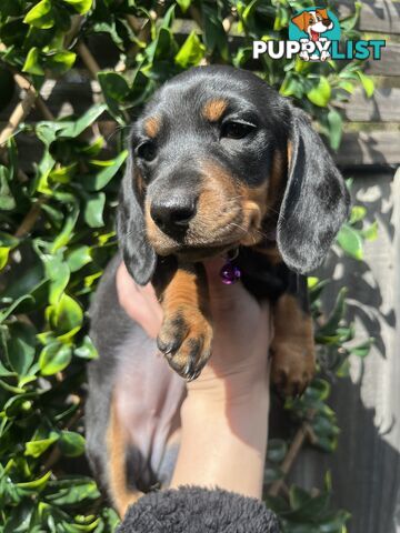 Miniature dachshund purebred black and Tan DNA and Genetic tested