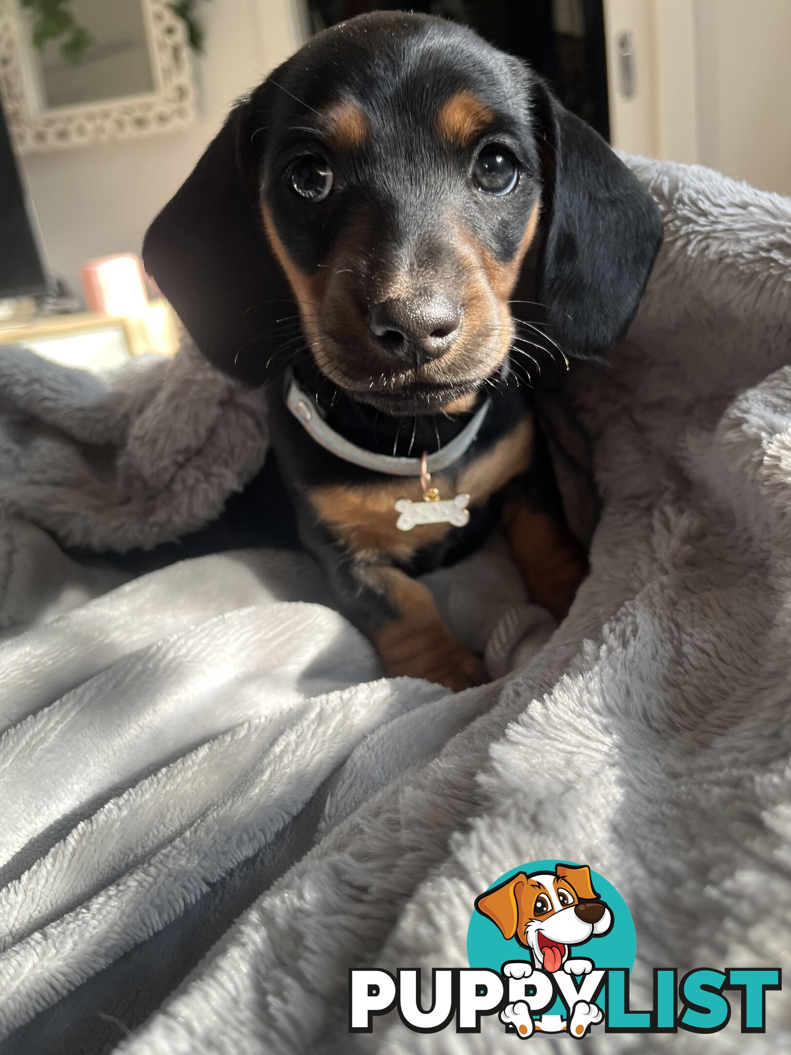 Miniature dachshund purebred black and Tan DNA and Genetic tested