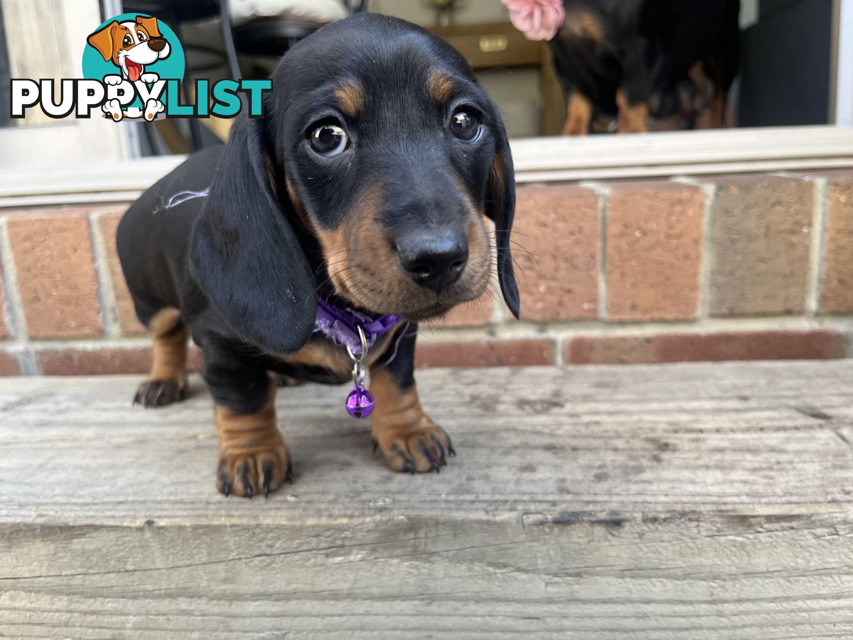 Miniature dachshund purebred black and Tan DNA and Genetic tested