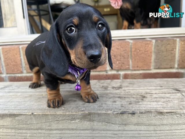 Miniature dachshund purebred black and Tan DNA and Genetic tested