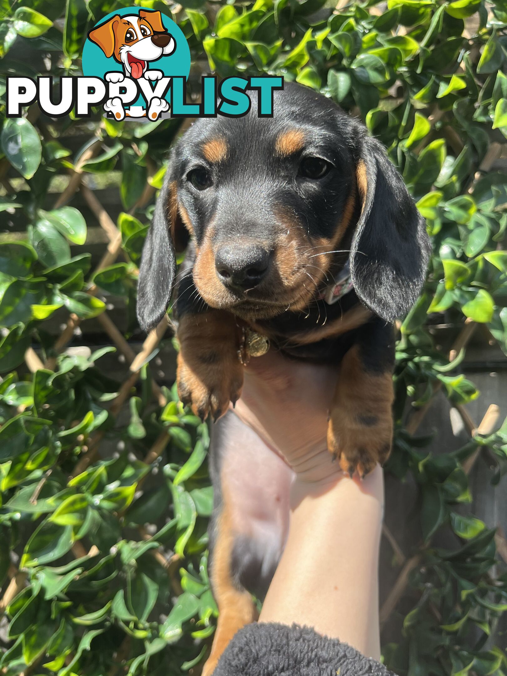 Miniature dachshund purebred black and Tan DNA and Genetic tested