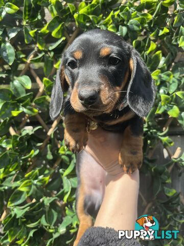 Miniature dachshund purebred black and Tan DNA and Genetic tested