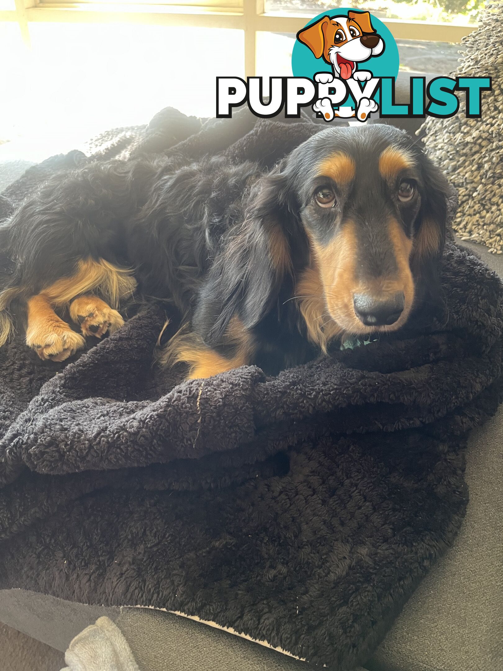 Miniature dachshund purebred black and Tan DNA and Genetic tested