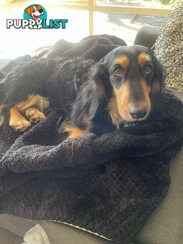 Miniature dachshund purebred black and Tan DNA and Genetic tested