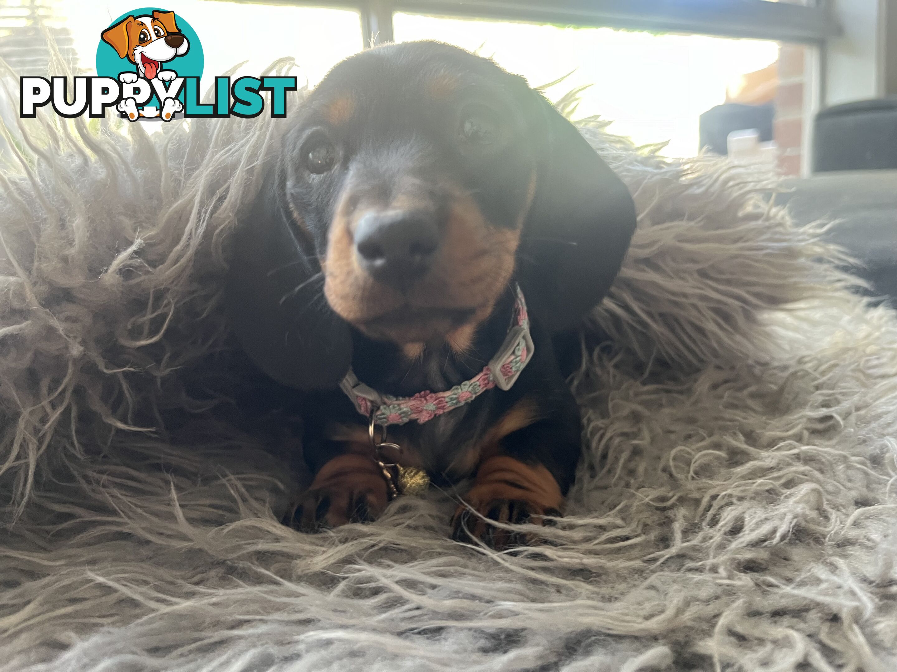 Miniature dachshund purebred black and Tan DNA and Genetic tested