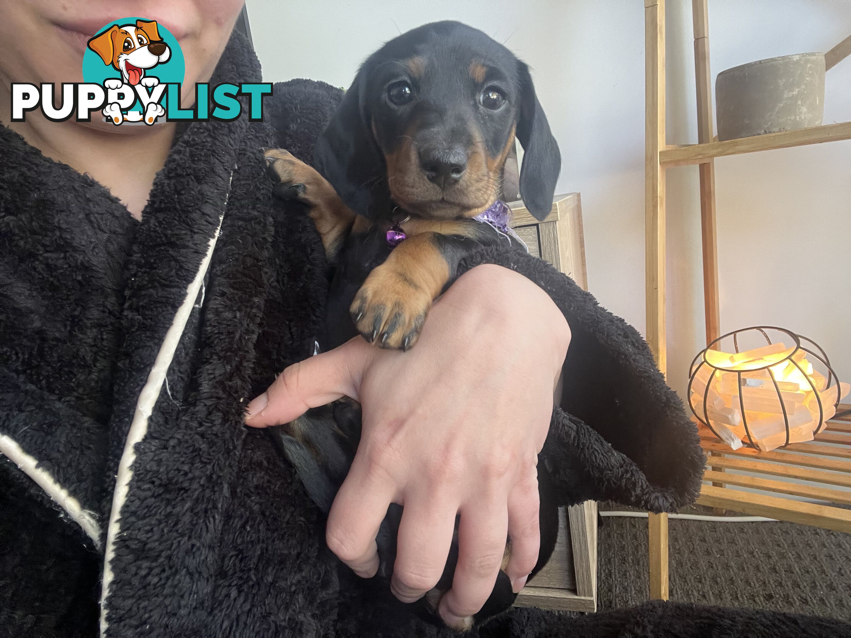 Miniature dachshund purebred black and Tan DNA and Genetic tested