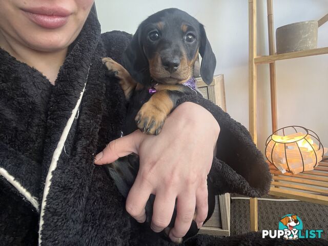 Miniature dachshund purebred black and Tan DNA and Genetic tested