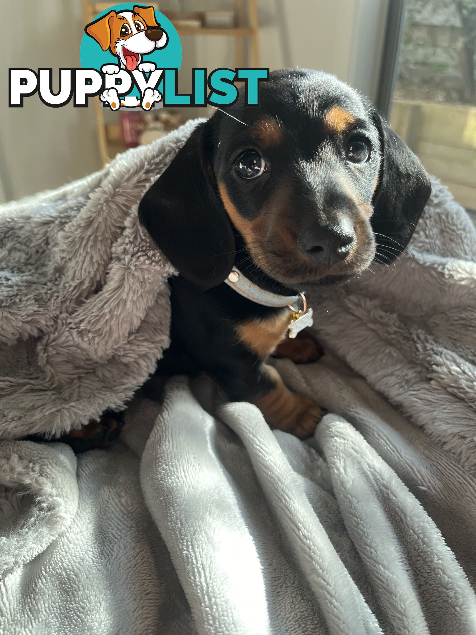 Miniature dachshund purebred black and Tan DNA and Genetic tested