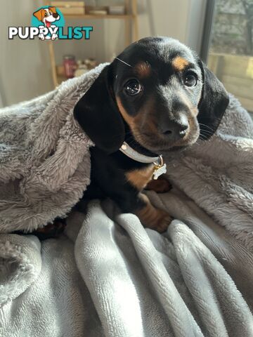 Miniature dachshund purebred black and Tan DNA and Genetic tested