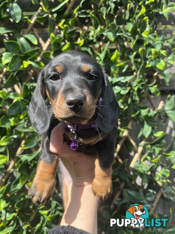 Miniature dachshund purebred black and Tan DNA and Genetic tested