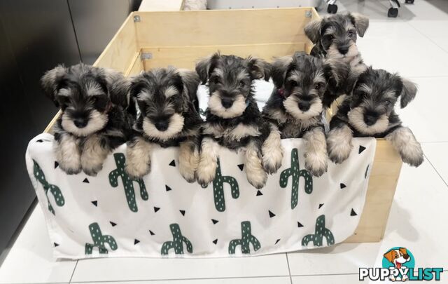 Pure Mini Schnauzers looking for homes.