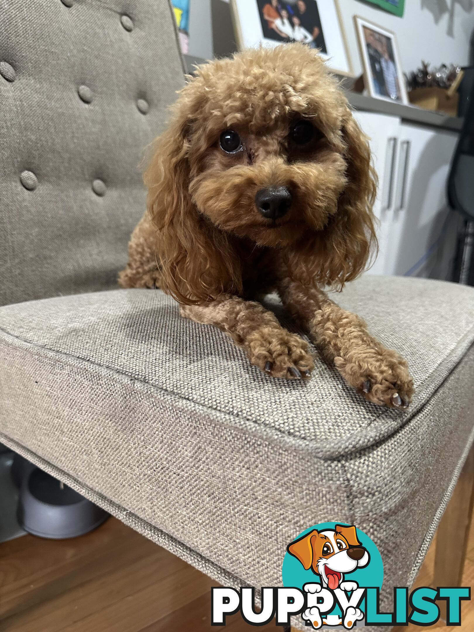 Toy Poodle for stud services