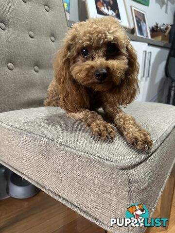 Toy Poodle for stud services