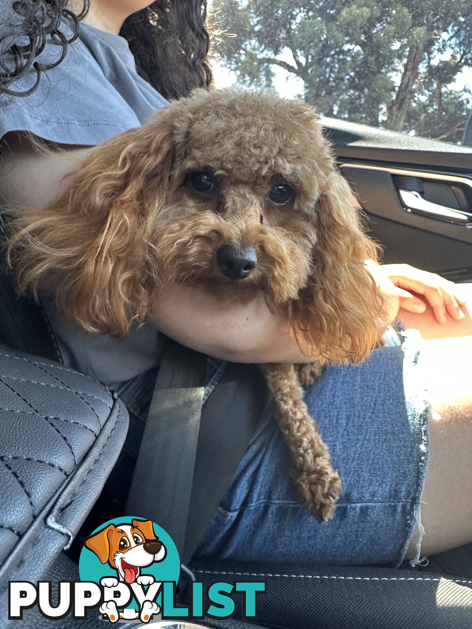 Toy Poodle for stud services