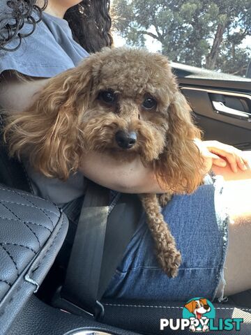 Toy Poodle for stud services