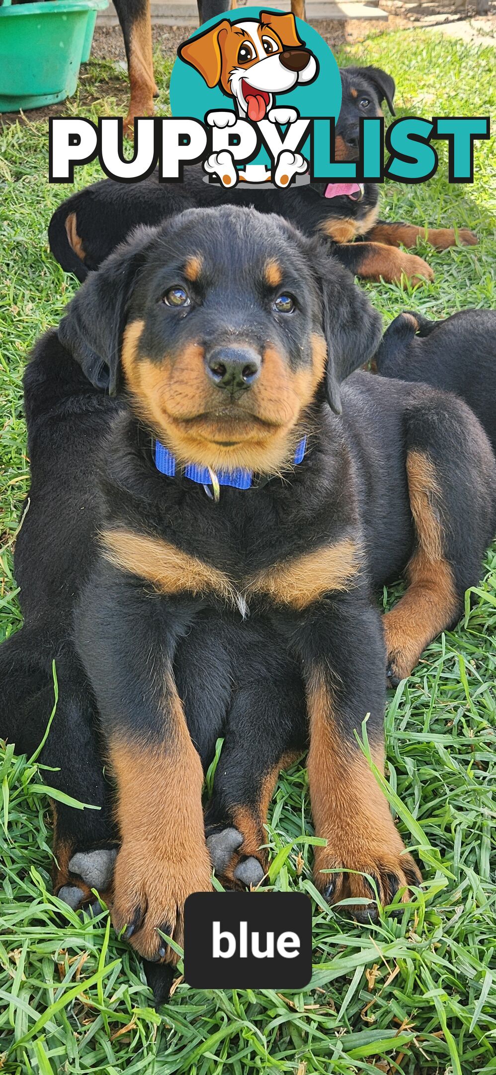 Rottweiler puppies