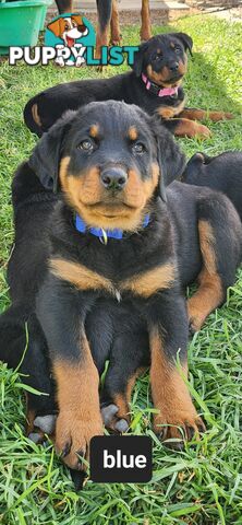 Rottweiler puppies