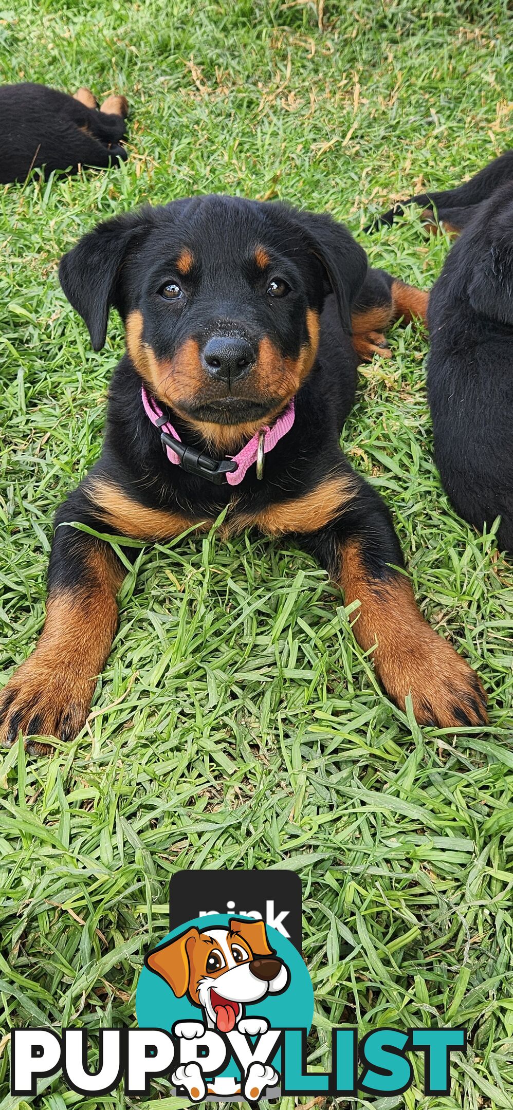 Rottweiler puppies