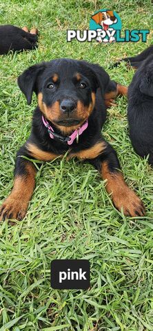 Rottweiler puppies