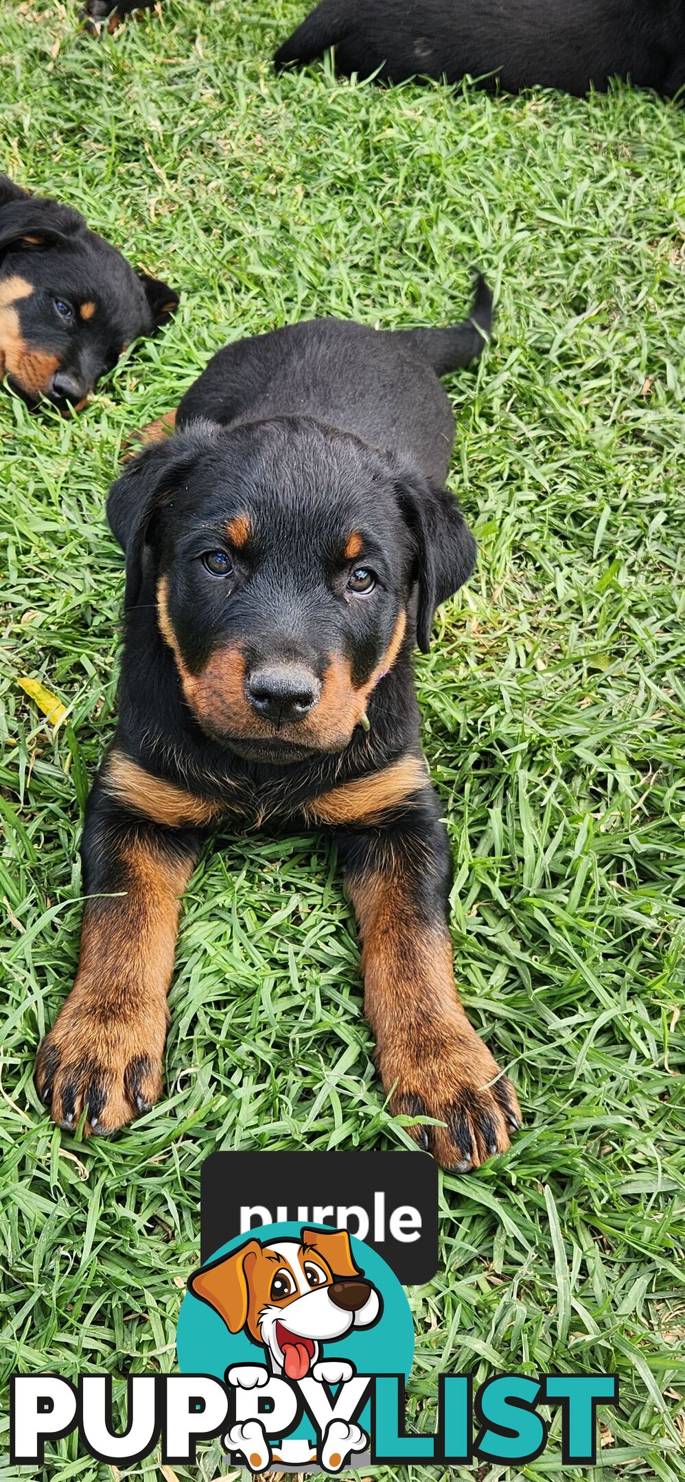 Rottweiler puppies