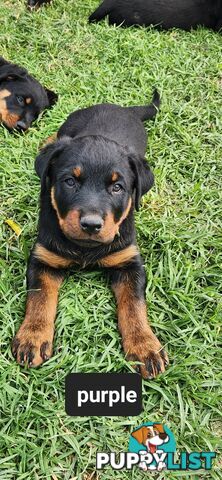 Rottweiler puppies