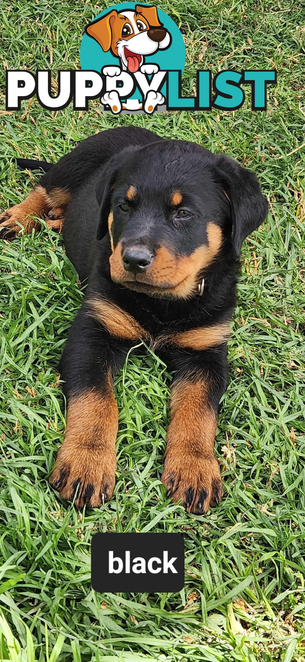 Rottweiler puppies