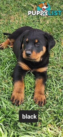 Rottweiler puppies