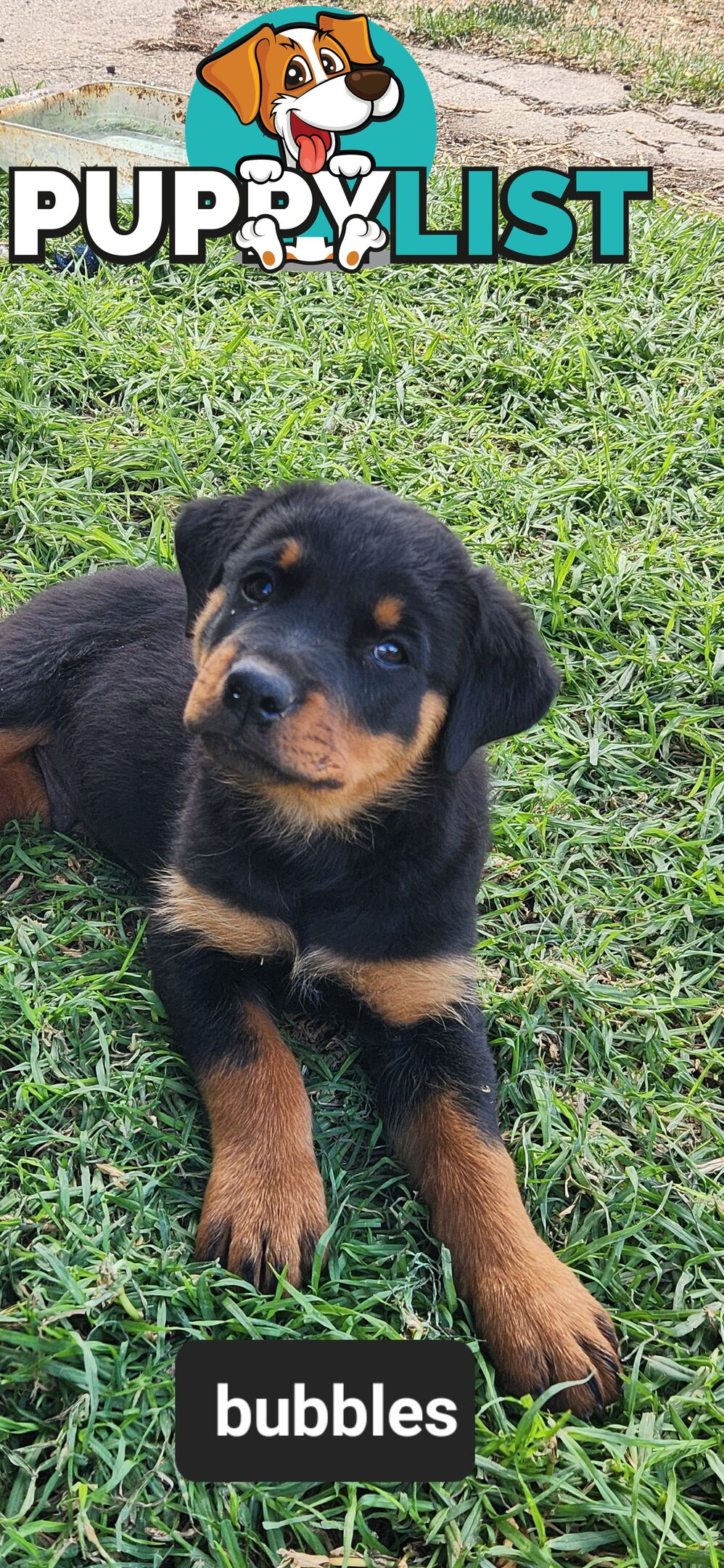 Rottweiler puppies