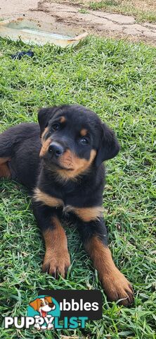 Rottweiler puppies