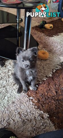 Pomeranian Puppies Purebred