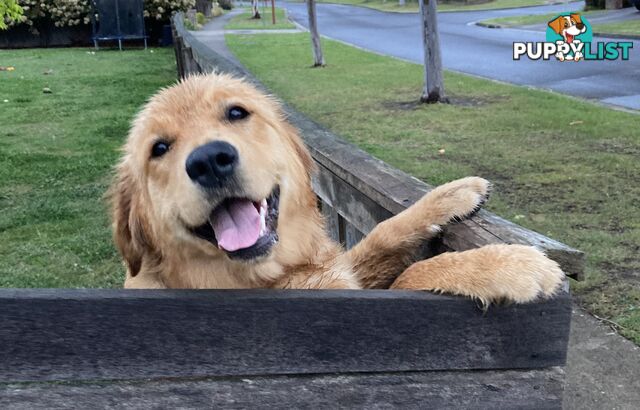 Pure Breed Golden Retriever 8 month old Puppy