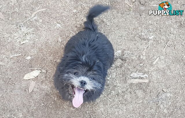 Non Shedding Shih Tzu puppy