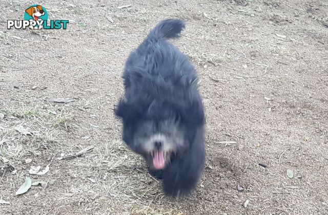 Non Shedding Shih Tzu puppy