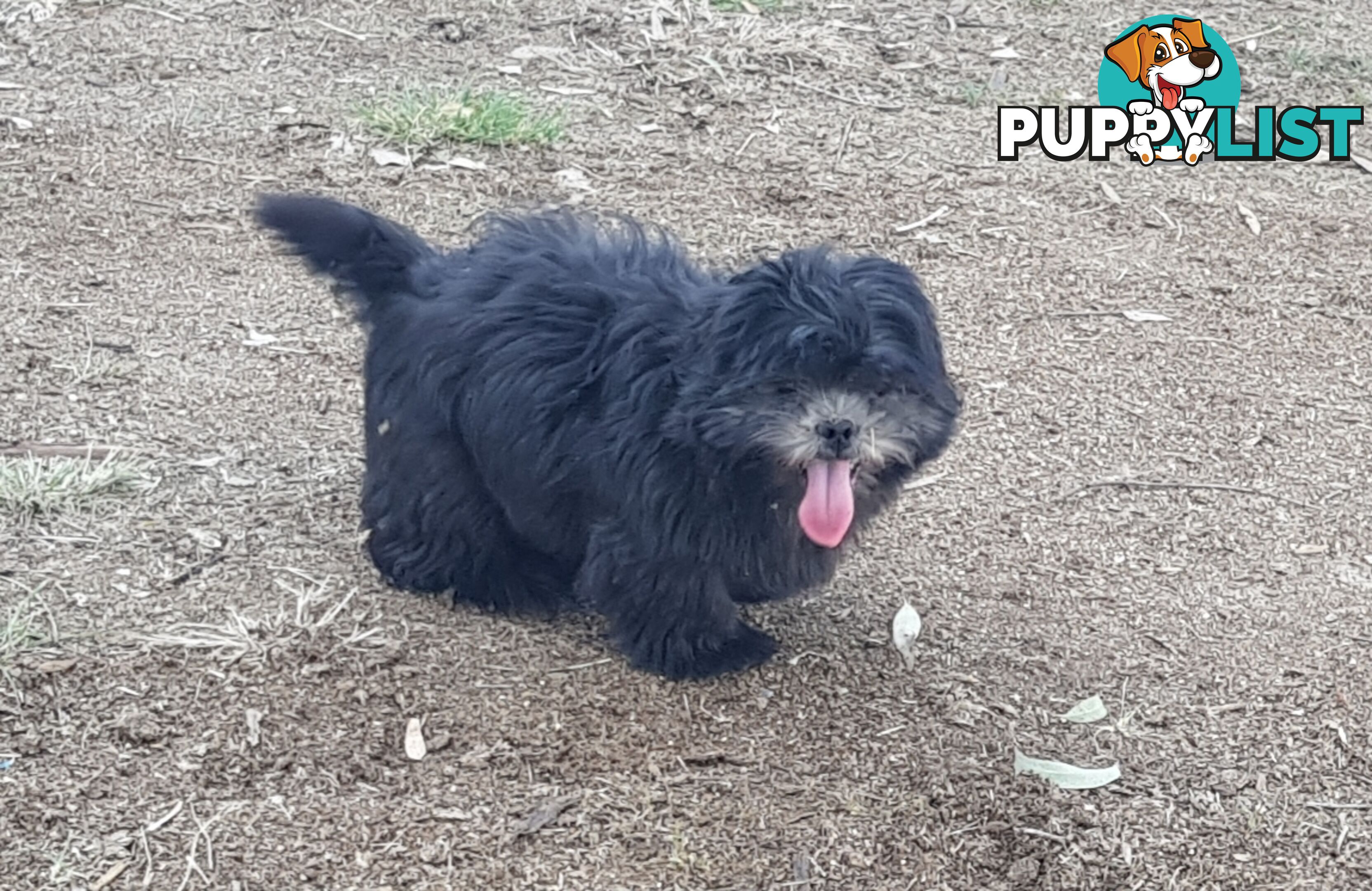 Non Shedding Shih Tzu puppy