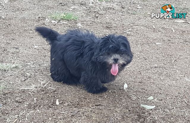 Non Shedding Shih Tzu puppy