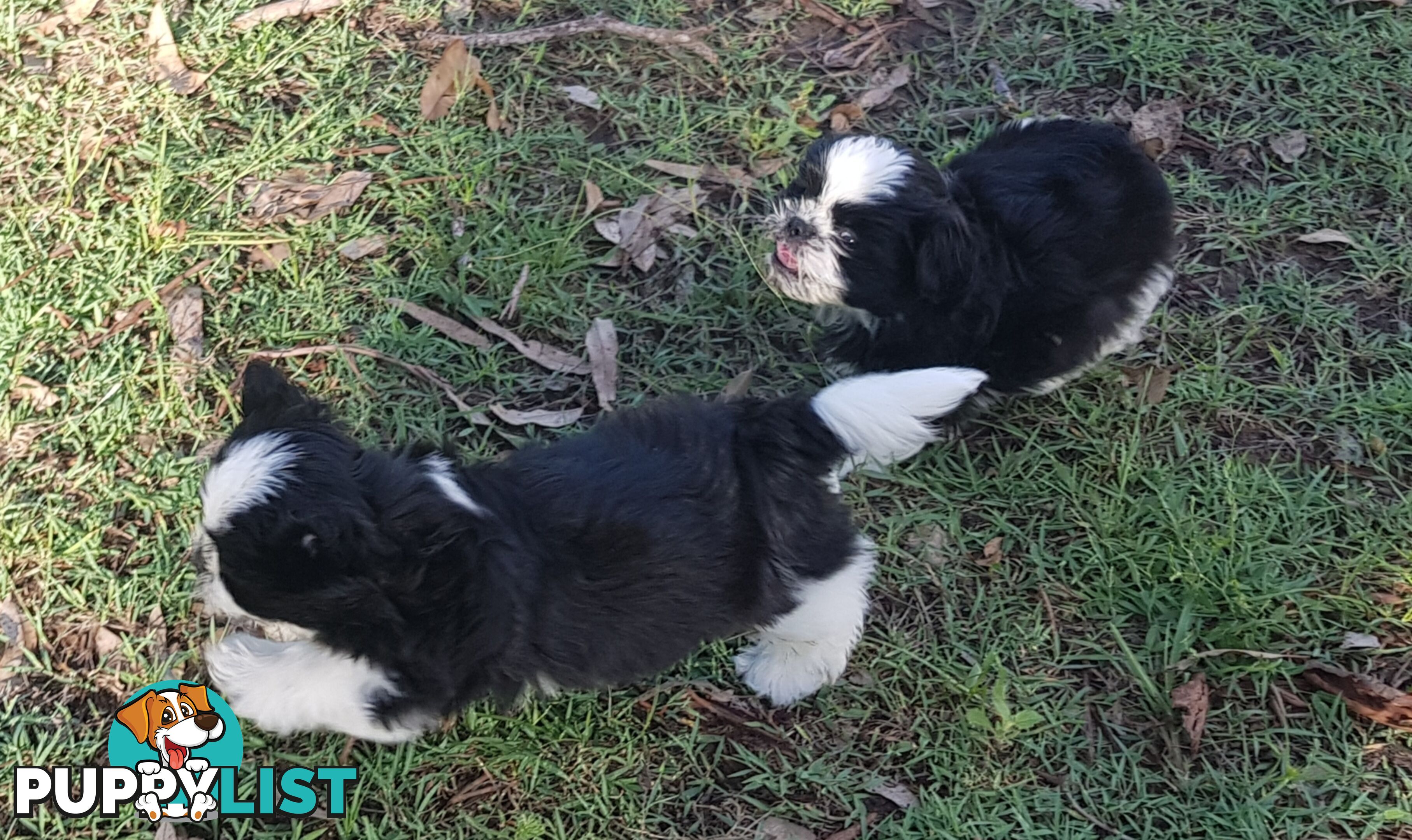 Non Shedding Shih Tzu puppies