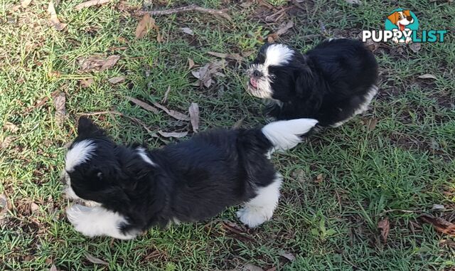 Non Shedding Shih Tzu puppies