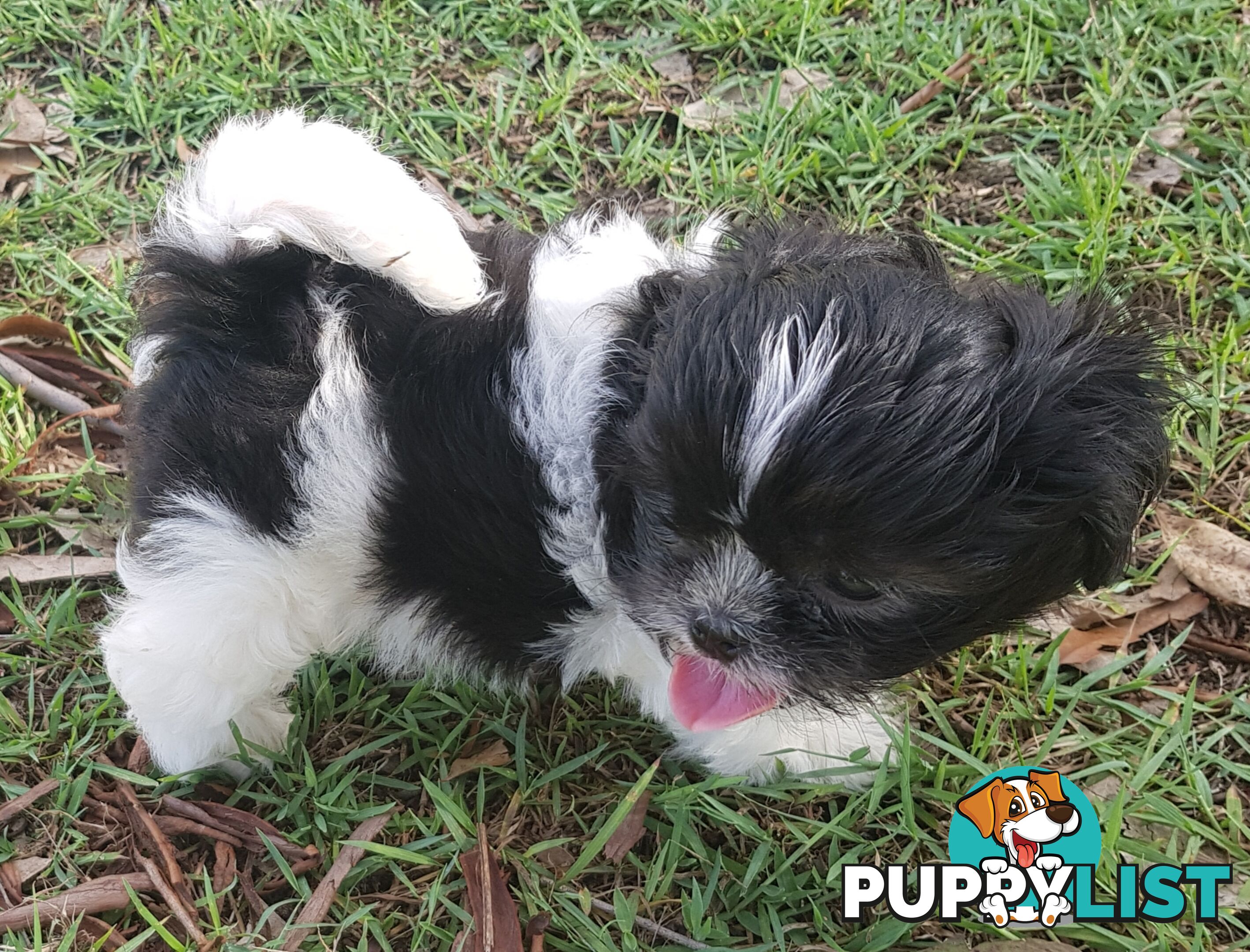 Non Shedding Shih Tzu puppies