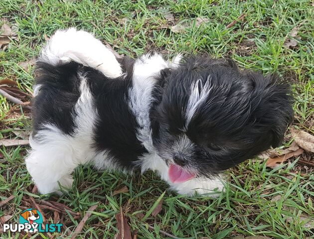 Non Shedding Shih Tzu puppies