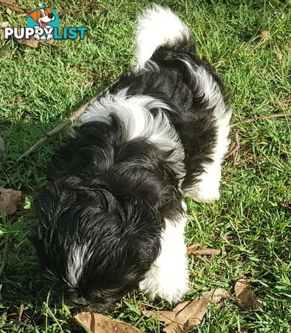 Non Shedding Shih Tzu puppies