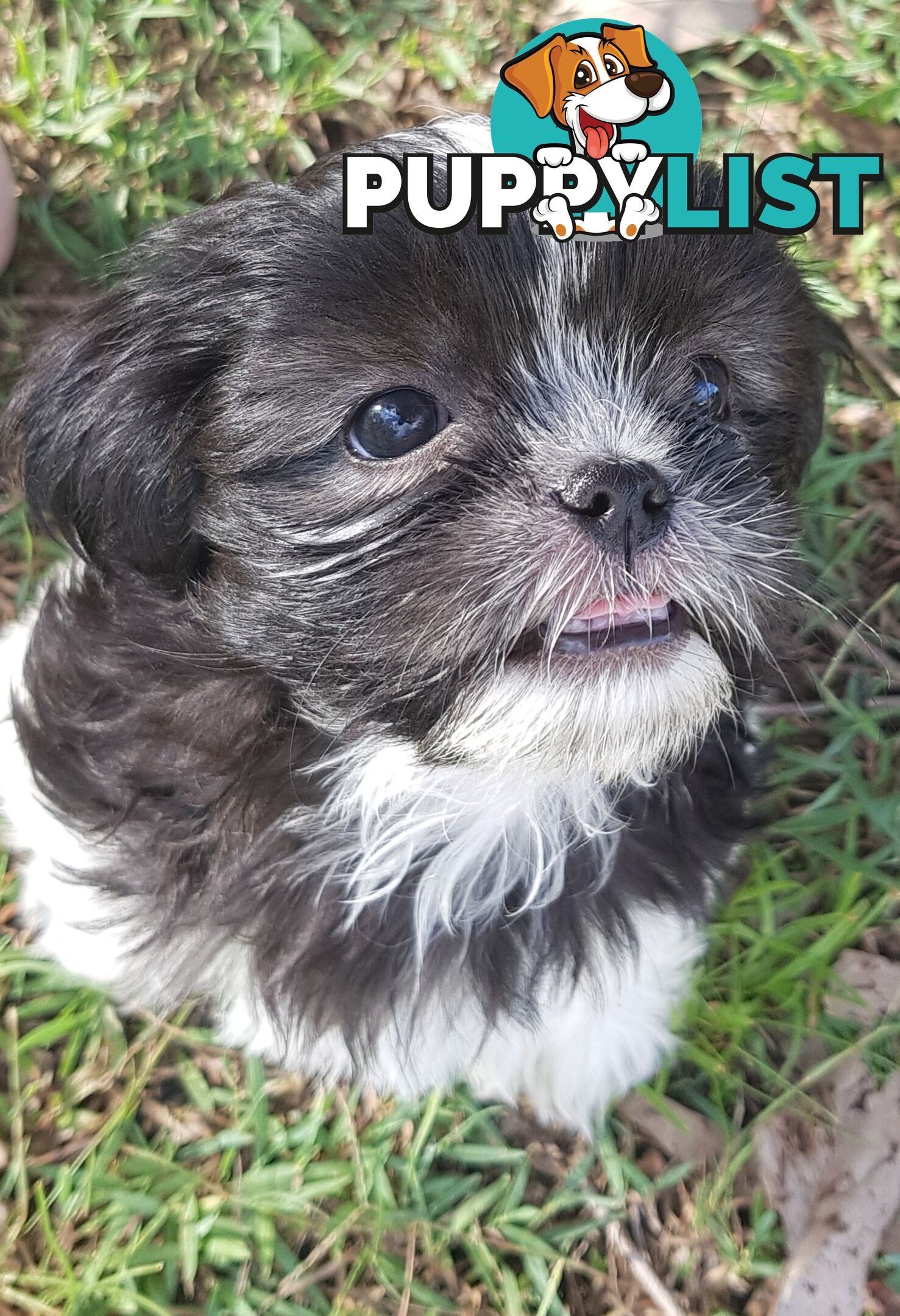 Non Shedding Shih Tzu puppies